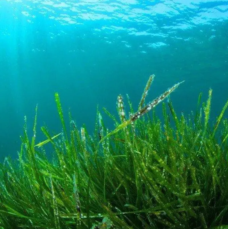 Naturaplaza Fytoblue Blauwe Spirulina Extract Poeder Clearance