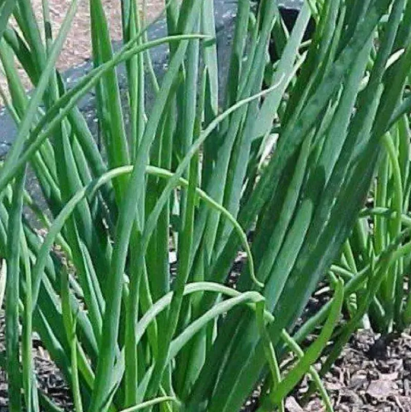 Naturaplaza Gebakken Uien kiemarm Biologisch Outlet