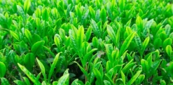 Naturaplaza Genmaicha Thee Biologisch Sale