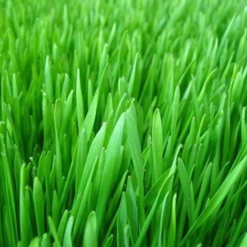 Naturaplaza Gerstegras (Nieuw Zeeland) Biologisch Clearance