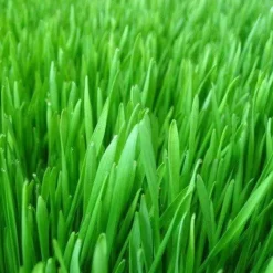 Naturaplaza Gerstegras Poeder (EU) Biologisch Online
