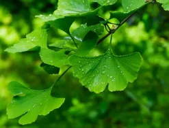 Naturaplaza Gingko Biloba (blad) Poeder Biologisch Discount
