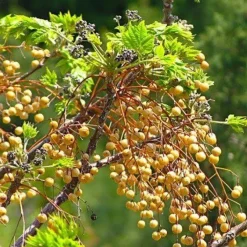Naturaplaza Goudbessen - Incabessen Biologisch Discount