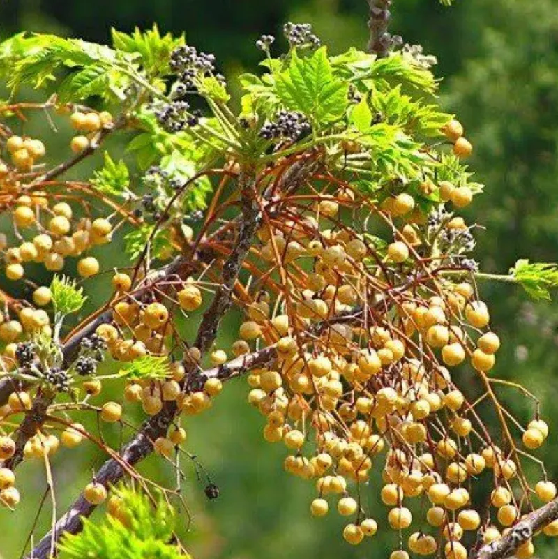 Naturaplaza Goudbessen - Incabessen Biologisch Discount