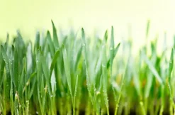 Naturaplaza Green Blend Poeder Biologisch Outlet