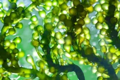 Naturaplaza Green Blend Poeder Biologisch Outlet
