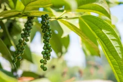 Naturaplaza Groene Peper Heel Biologisch New