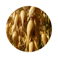Naturaplaza Haverdrank Poeder Glutenvrij Biologisch Clearance