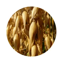 Naturaplaza Havermeel Glutenvrij Biologisch Best