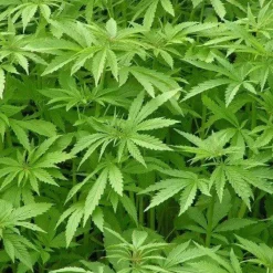 Naturaplaza Hennepzaad Heel Biologisch Clearance