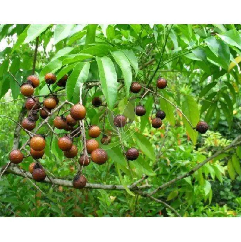 Naturaplaza Indiase Wasnoten Sapindus Mukorossi Clearance