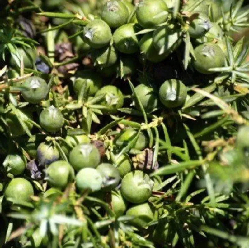 Naturaplaza Jeneverbessen Heel kiemarm Biologisch Fashion