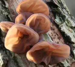 Naturaplaza Judasoor Paddenstoel Poeder Auricularia judae Biologisch Best