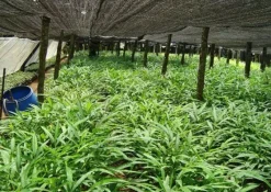 Naturaplaza Kardemom in schil Heel Biologisch Hot