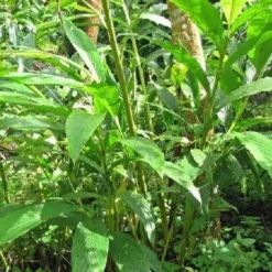 Naturaplaza Kardemom Poeder Biologisch Sale