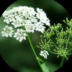 Naturaplaza Karwij Poeder kiemarm Biologisch Clearance