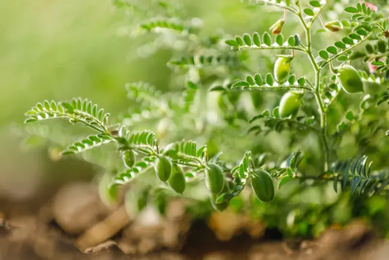 Naturaplaza Kikkererwtenmeel Biologisch Sale
