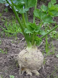 Naturaplaza Knolselderij Poeder Biologisch Sale