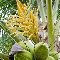 Naturaplaza Kokosbloesemsuiker Biologisch Discount