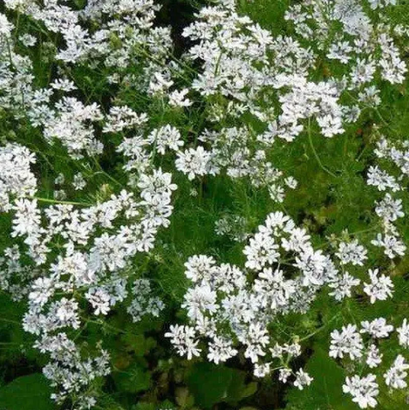 Naturaplaza Koriander Heel kiemarm Biologisch Online