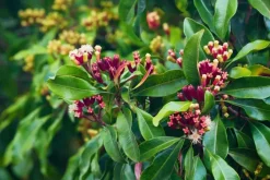 Naturaplaza Kruidnagel Heel Biologisch Outlet