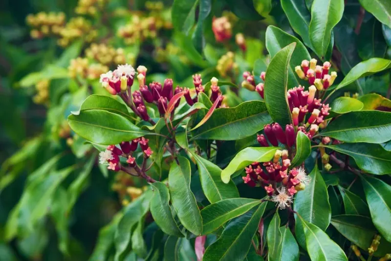 Naturaplaza Kruidnagel Heel Biologisch Outlet