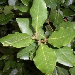 Naturaplaza Laurierblad Heel Biologisch Clearance