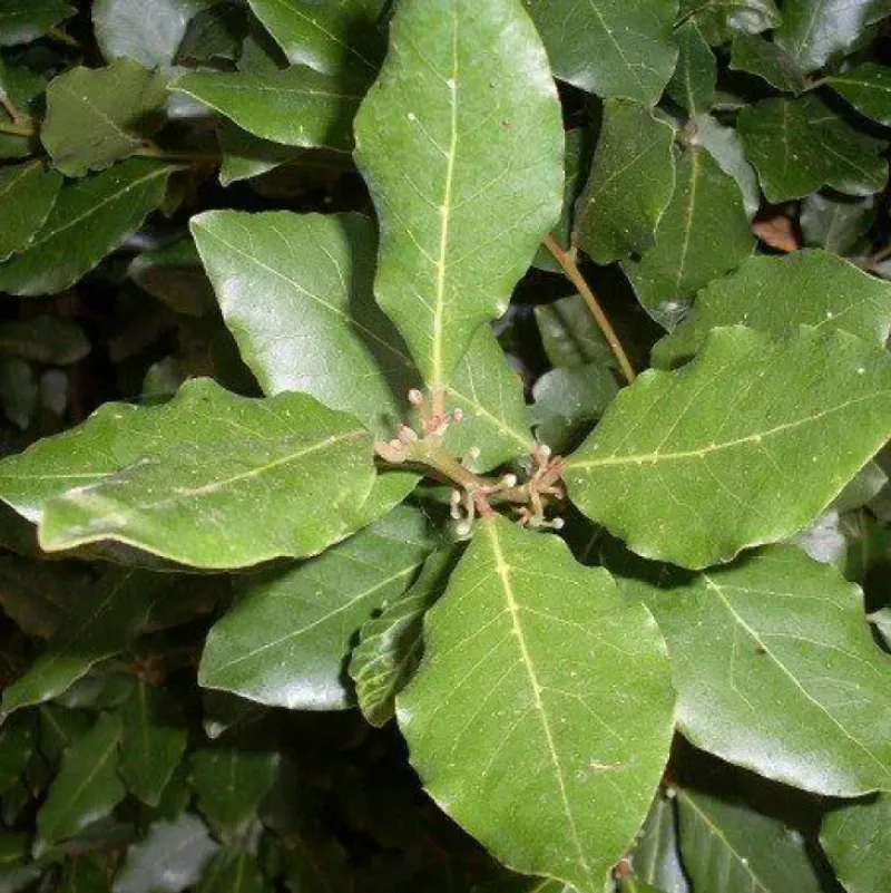 Naturaplaza Laurierblad Heel Biologisch Clearance