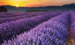 Naturaplaza Lavendelbloesem Biologisch Discount
