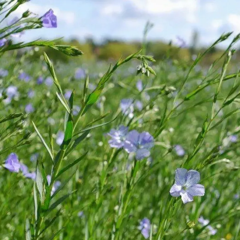 Naturaplaza Lijnzaad Gebroken Biologisch New