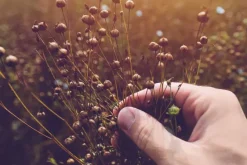 Naturaplaza Lijnzaad gemalen Biologisch Best