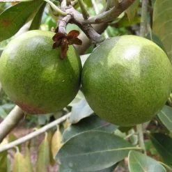 Naturaplaza Lucuma Poeder Biologisch Online