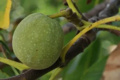 Naturaplaza Macadamia noten Raw Biologisch Online