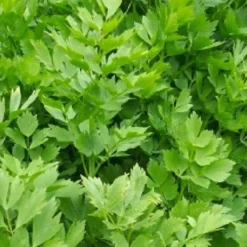 Naturaplaza Maggikruidblad Lavas Gesneden Biologisch Discount