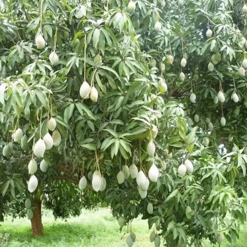 Naturaplaza Mango Slices Gedroogd Biologisch Clearance