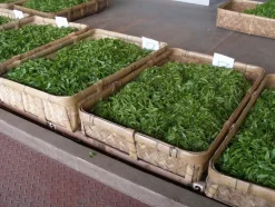 Naturaplaza Matcha Poeder Biologisch Hot