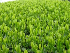 Naturaplaza Matcha Poeder Biologisch Hot