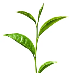 Naturaplaza Matcha Poeder Ceremony Biologisch Outlet