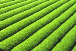 Naturaplaza Matcha Poeder Ceremony Biologisch Outlet