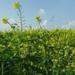 Naturaplaza Mosterdzaad Gebroken Geel Sinapis Alba Biologisch Fashion