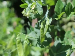 Naturaplaza Mungbonen Heel Biologisch Hot