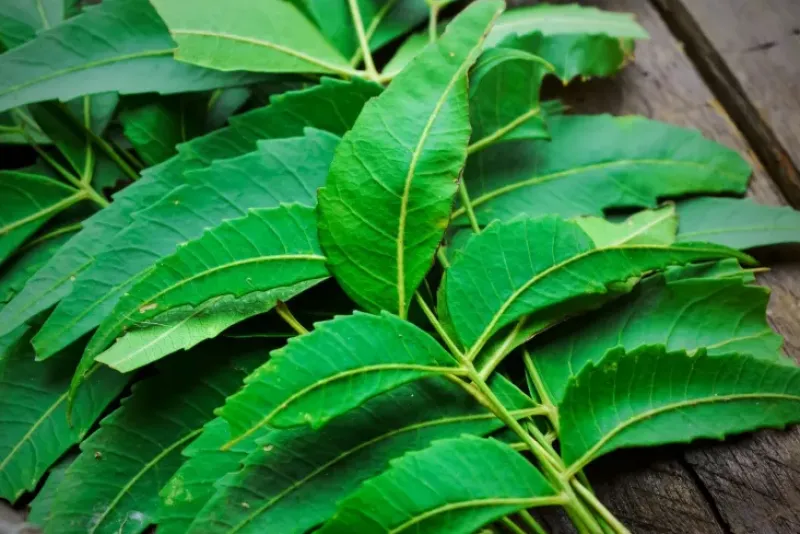 Naturaplaza Neem Poeder Biologisch Hot