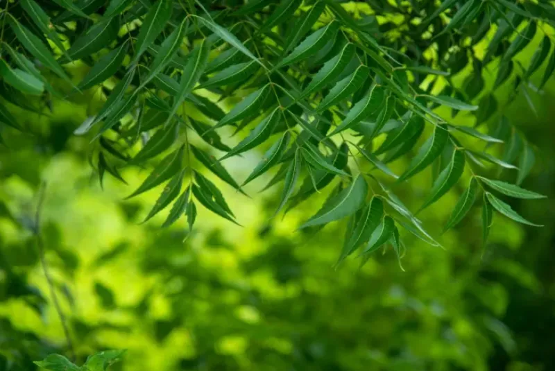 Naturaplaza Neem Poeder Biologisch Hot