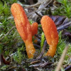 Naturaplaza Nutrikraft - Cordyceps Paddenstoel Capsules Biologisch Hot