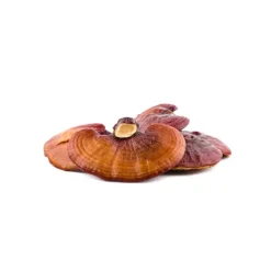 Naturaplaza Nutrikraft - Reishi Capsules Biologisch Sale