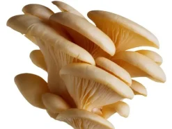 Naturaplaza Oesterzwam Poeder Pleurotus ostreatus Biologisch Discount