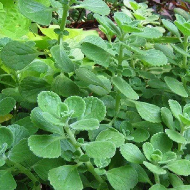 Naturaplaza Oregano Poeder kiemarm Biologisch Best