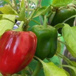 Naturaplaza Paprika Vlokken Rood-Groen 9 mm Biologisch Best