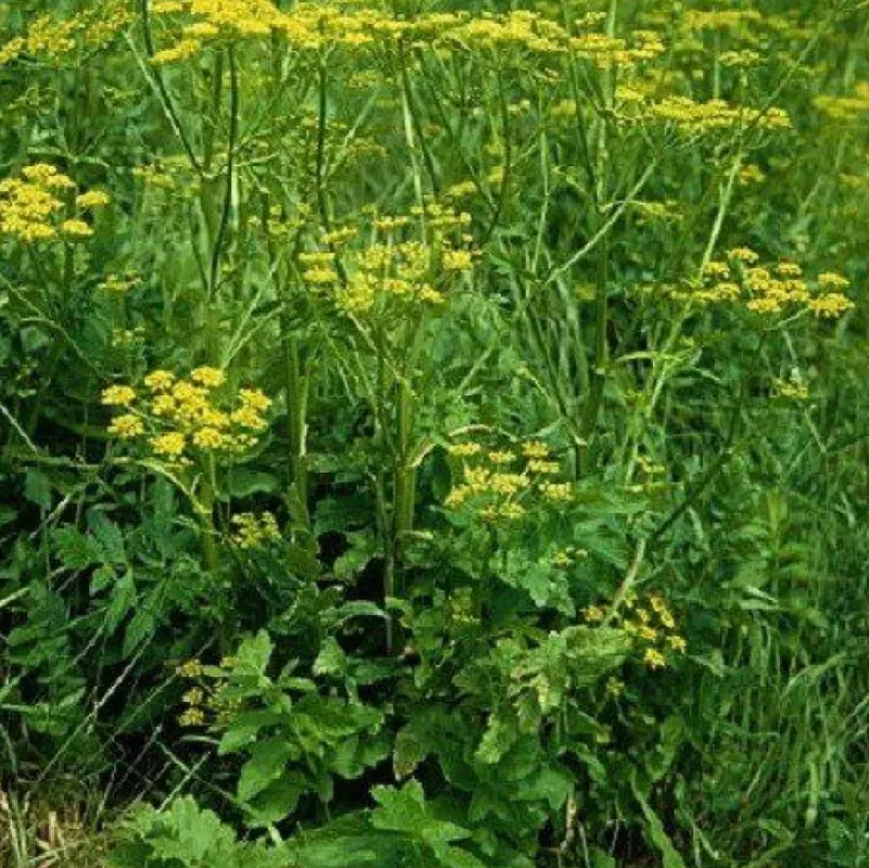 Naturaplaza Pastinaak Poeder Biologisch Sale