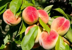 Naturaplaza Perzik Poeder Gevriesdroogd Biologisch Outlet